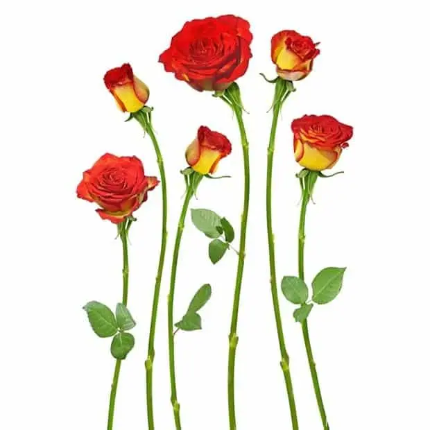 Mã sản phẩm: 4HDT0113