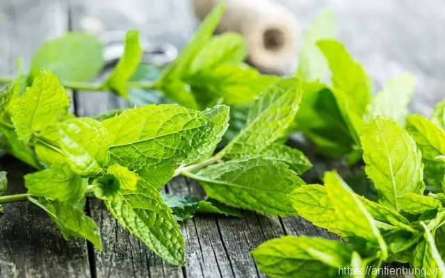 Hướng dẫn khử mùi sơn tường nhà mới hiệu quả bằng chiết xuất vani, bạc hà