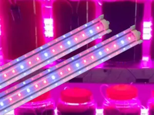Đèn nuôi tảo LED T25W 120/BR