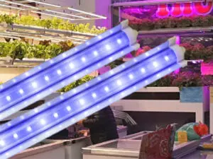 Đèn trồng rau TRR 120/25W-100% BLUE